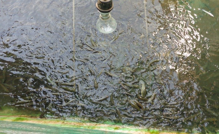Xây dựng mô hình thâm canh cá lóc đầu nhím mật độ cao trong ao nước ngọt   Xuất bản thông tin