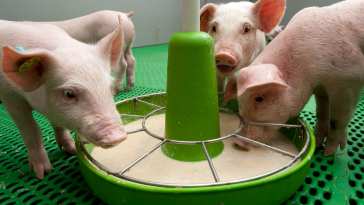 https://www.deheus.com.vn/contentassets/8f8fb920f4ae4eb4ac42b1f8e4d3f8b7/720x405-large-swine_piglets_feeding_on_romelko_liquid_feed__1_-5f5089a44a272.png?mode=crop&width=1276
