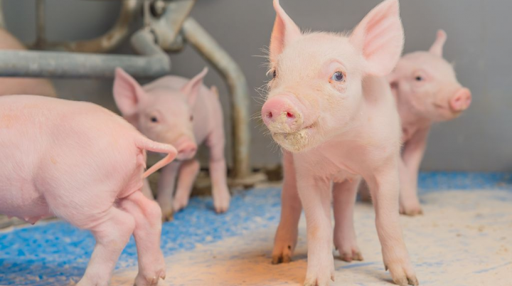 Nano kẽm oxit hỗ trợ làm chất chống tiêu chảy cho lợn cai sữa