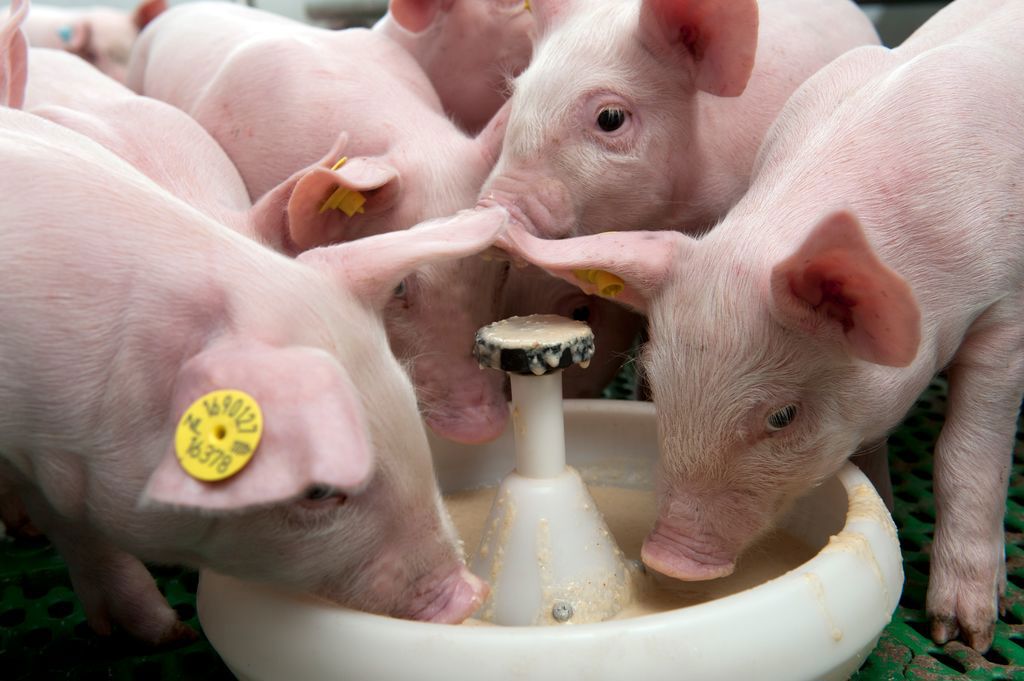 Nano kẽm oxit hỗ trợ làm chất chống tiêu chảy cho lợn cai sữa