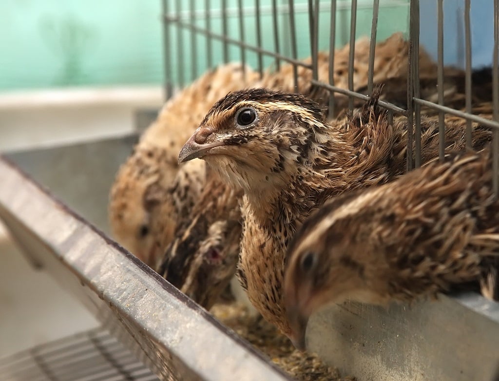 Kỹ thuật nuôi chim cút thịt | Cổng TTĐT Tài năng trẻ Quốc gia