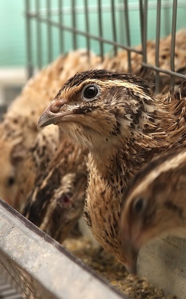 Chuyên gia tiết lộ bí quyết kiểm soát các bệnh thường gặp ở chim cút không  dùng kháng sinh - Tạp chí Chăn nuôi Việt Nam