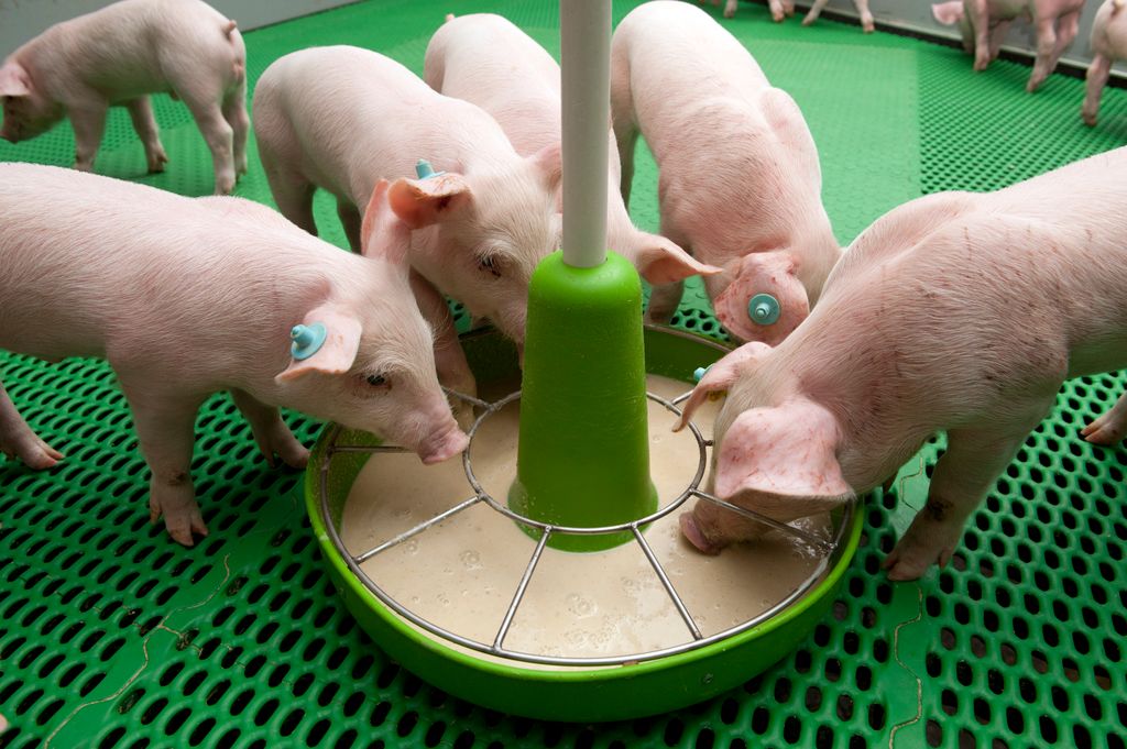 Large-Swine_piglets_feeding_on_romelko_liquid_feed.jpg
